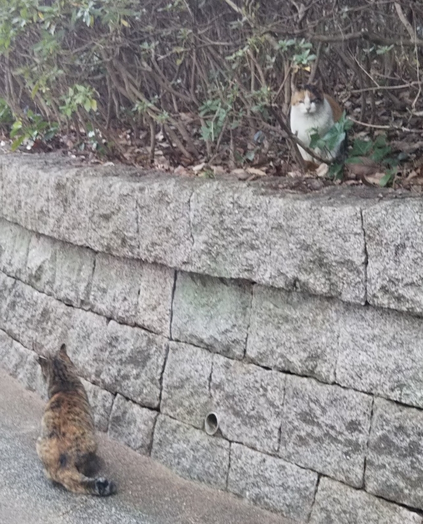 f:id:tarojiroko:20190104141848j:plain