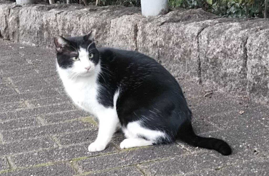 f:id:tarojiroko:20190104142903j:plain
