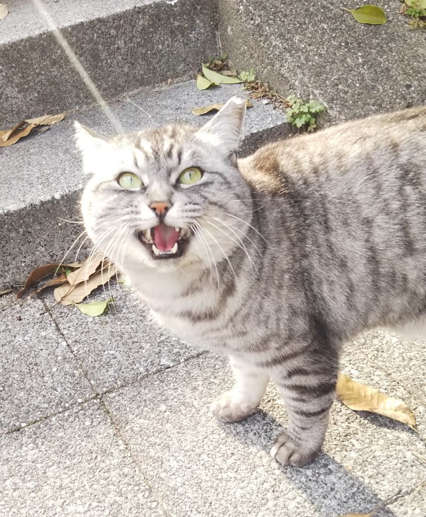 f:id:tarojiroko:20190115143157j:plain f:id:tarojiroko:20190115143157j:plain