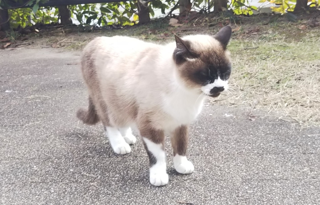 f:id:tarojiroko:20190115143338j:plain f:id:tarojiroko:20190115143338j:plain