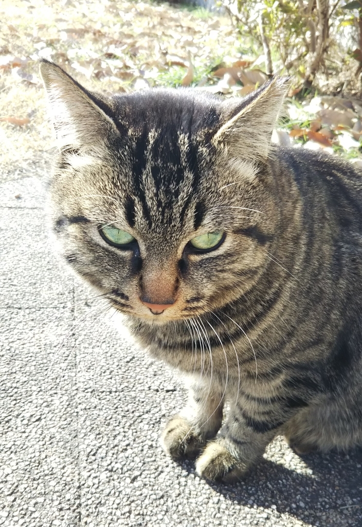 f:id:tarojiroko:20190121142245j:plain