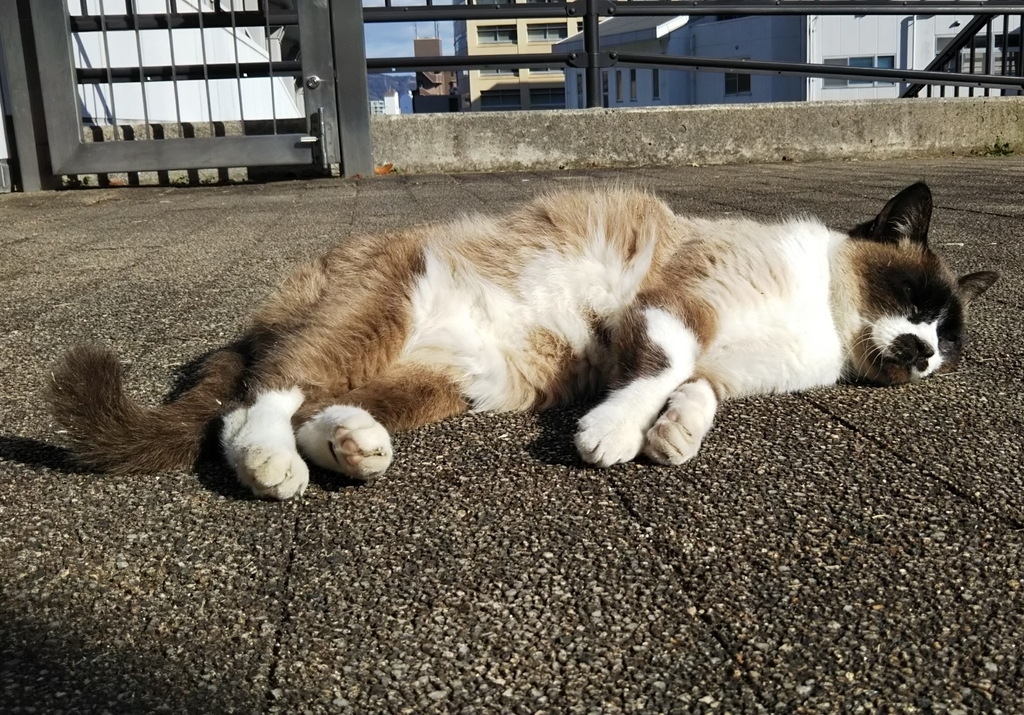 f:id:tarojiroko:20190121142301j:plain