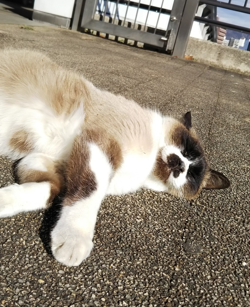 f:id:tarojiroko:20190121142344j:plain