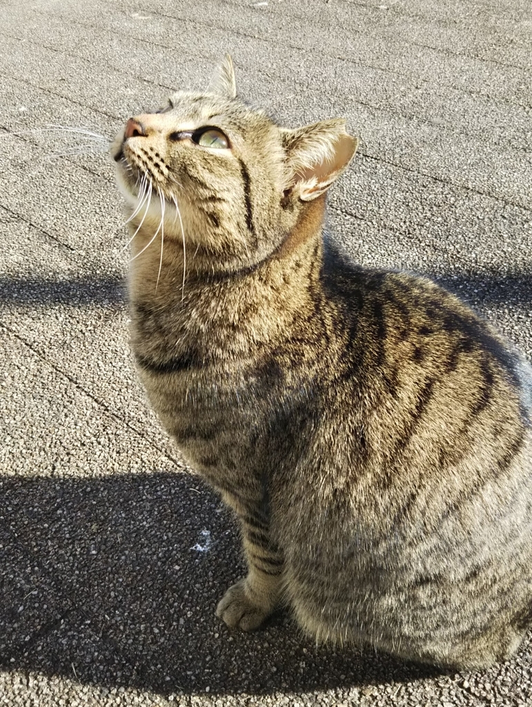 f:id:tarojiroko:20190121142623j:plain