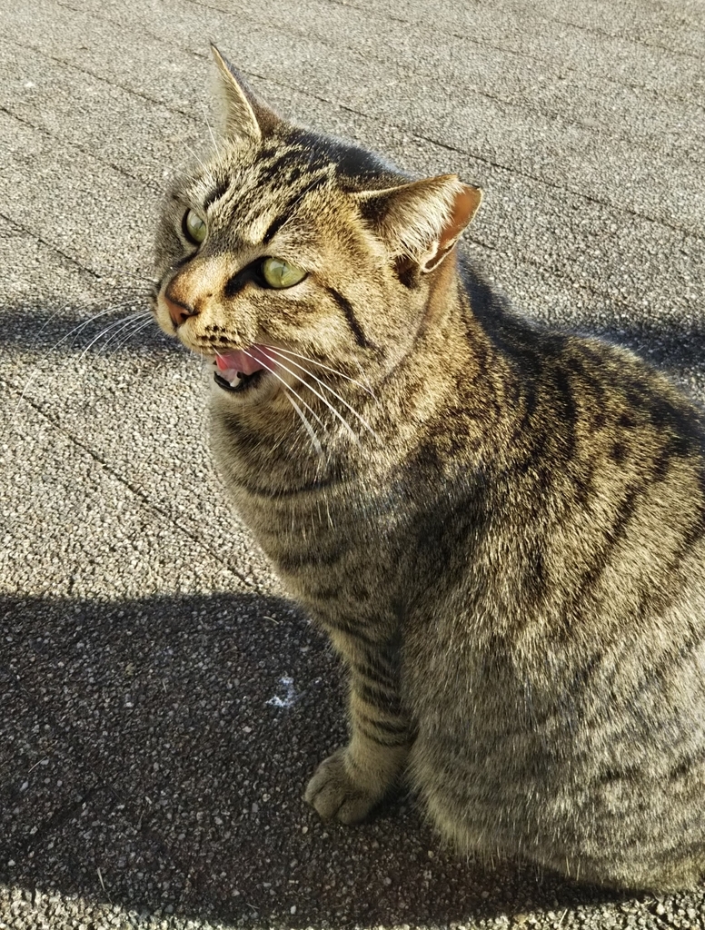 f:id:tarojiroko:20190121142633j:plain