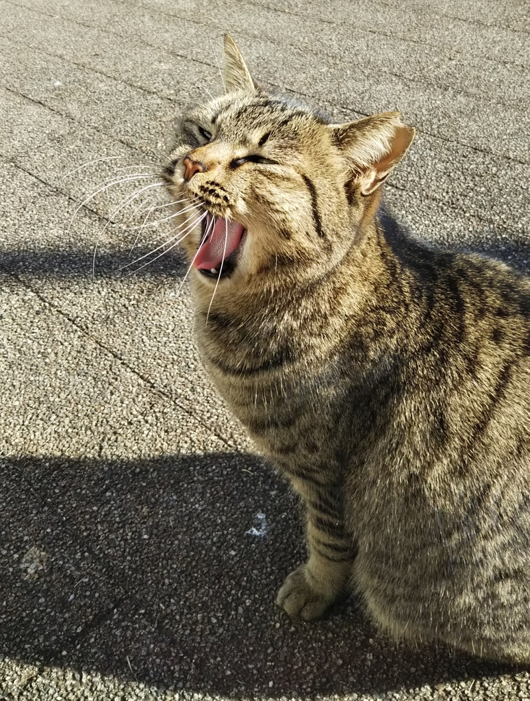 f:id:tarojiroko:20190121142634j:plain