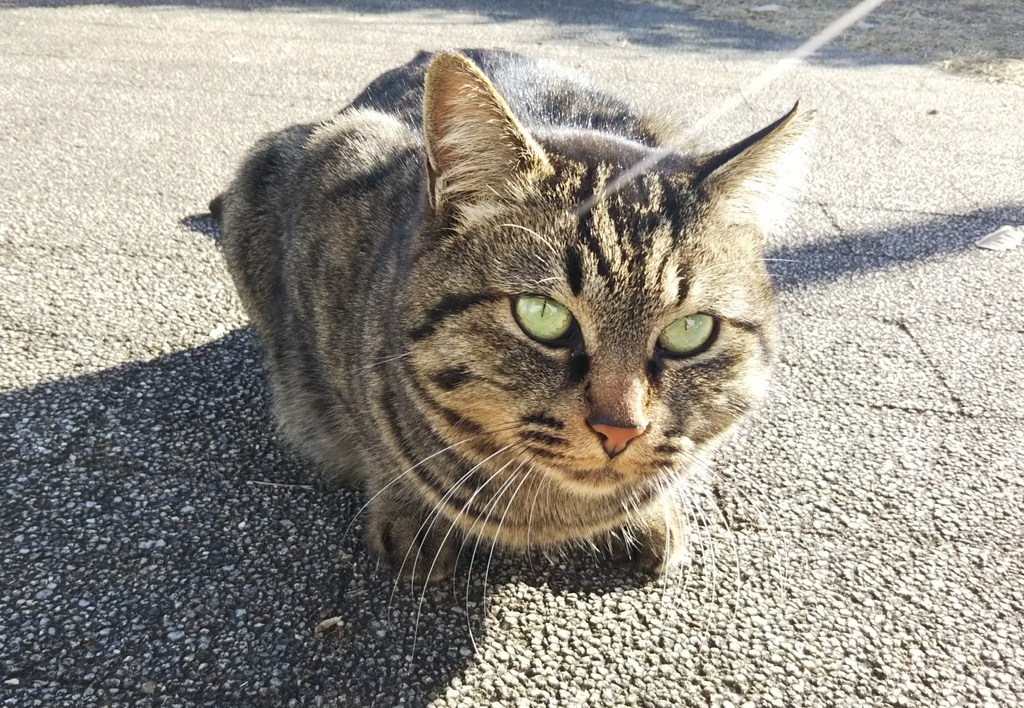 f:id:tarojiroko:20190121142719j:plain
