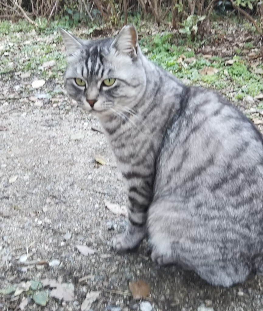 f:id:tarojiroko:20190121142914j:plain