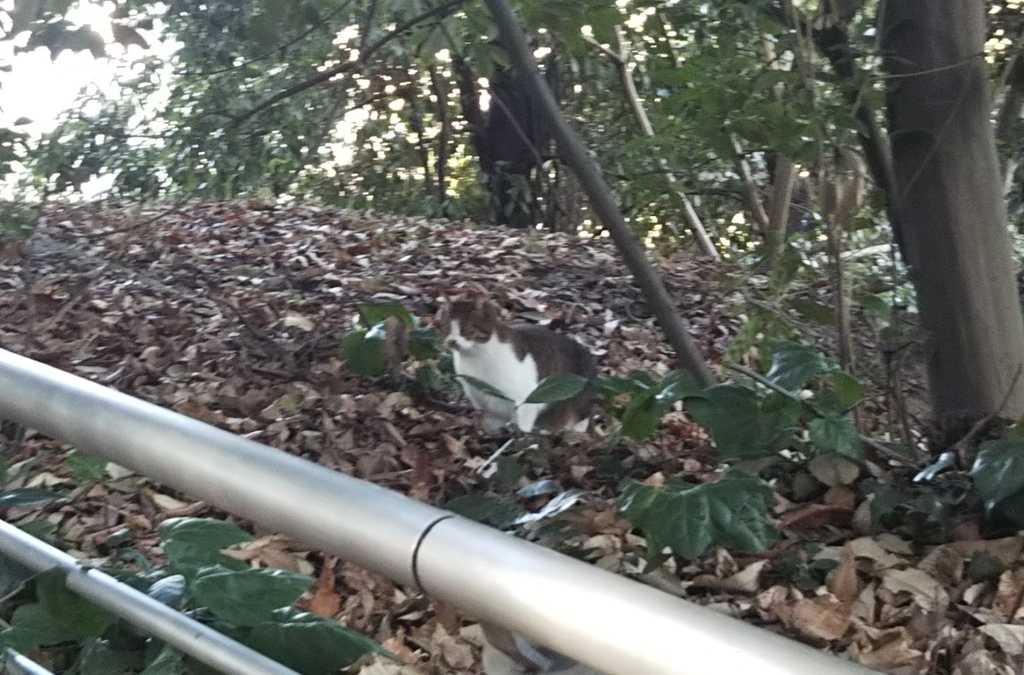 f:id:tarojiroko:20190121145334j:plain