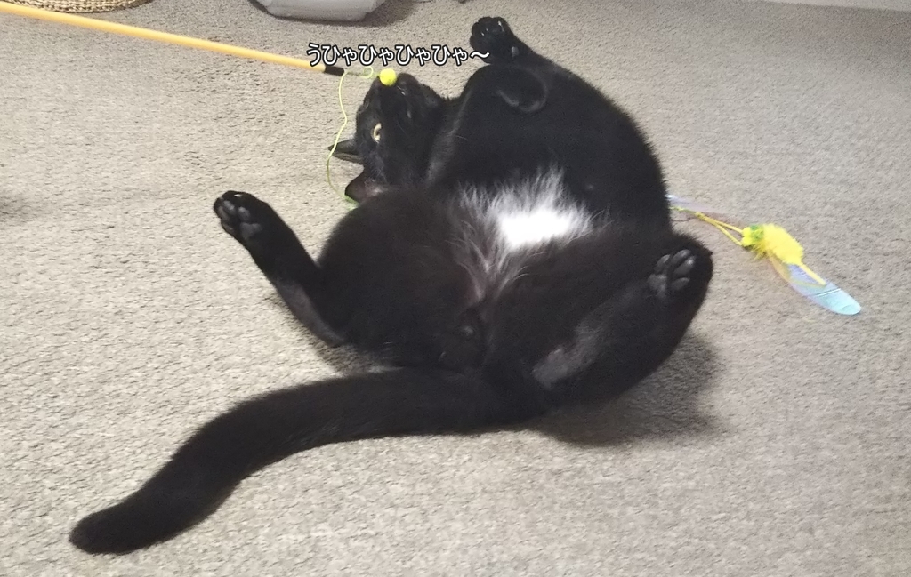 f:id:tarojiroko:20190128151600j:plain f:id:tarojiroko:20190128151600j:plain