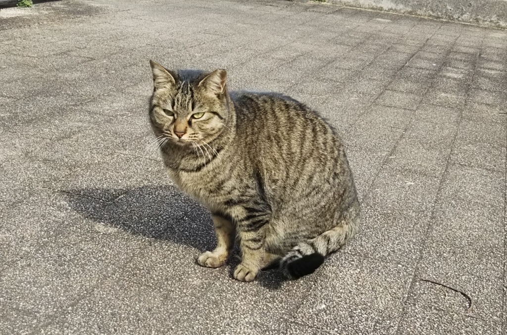f:id:tarojiroko:20190214135010j:plain
