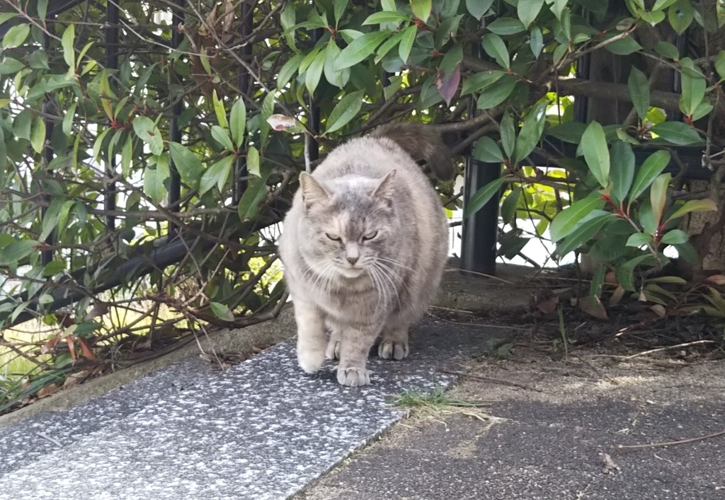 f:id:tarojiroko:20190214135252j:plain