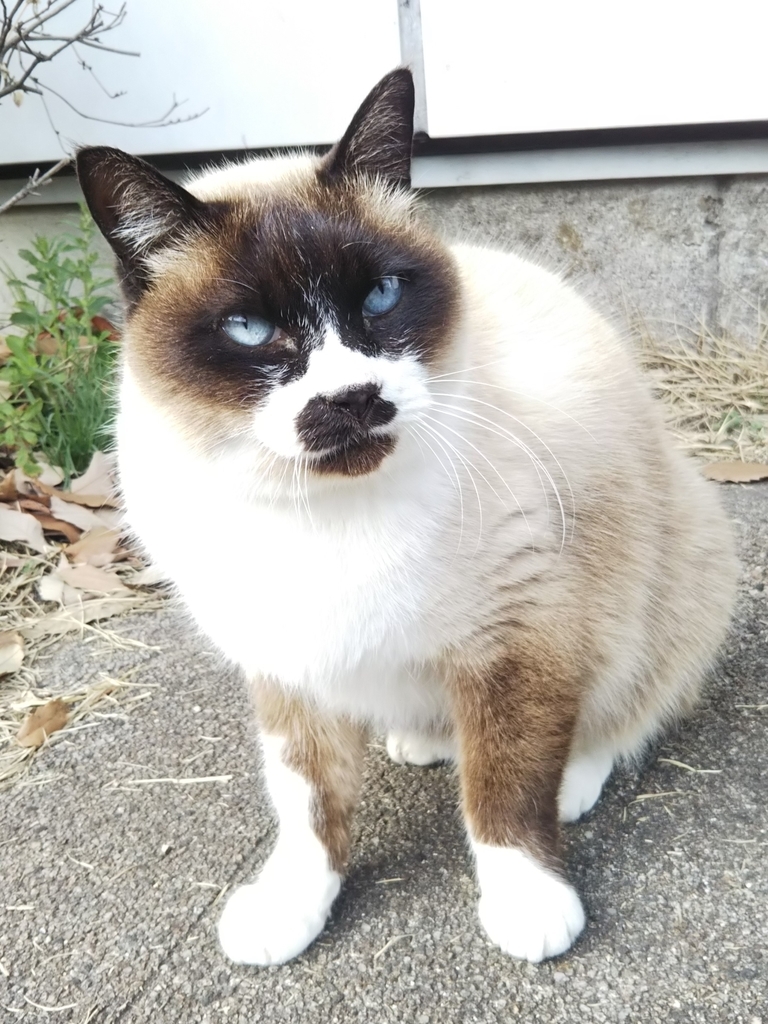 f:id:tarojiroko:20190214135430j:plain