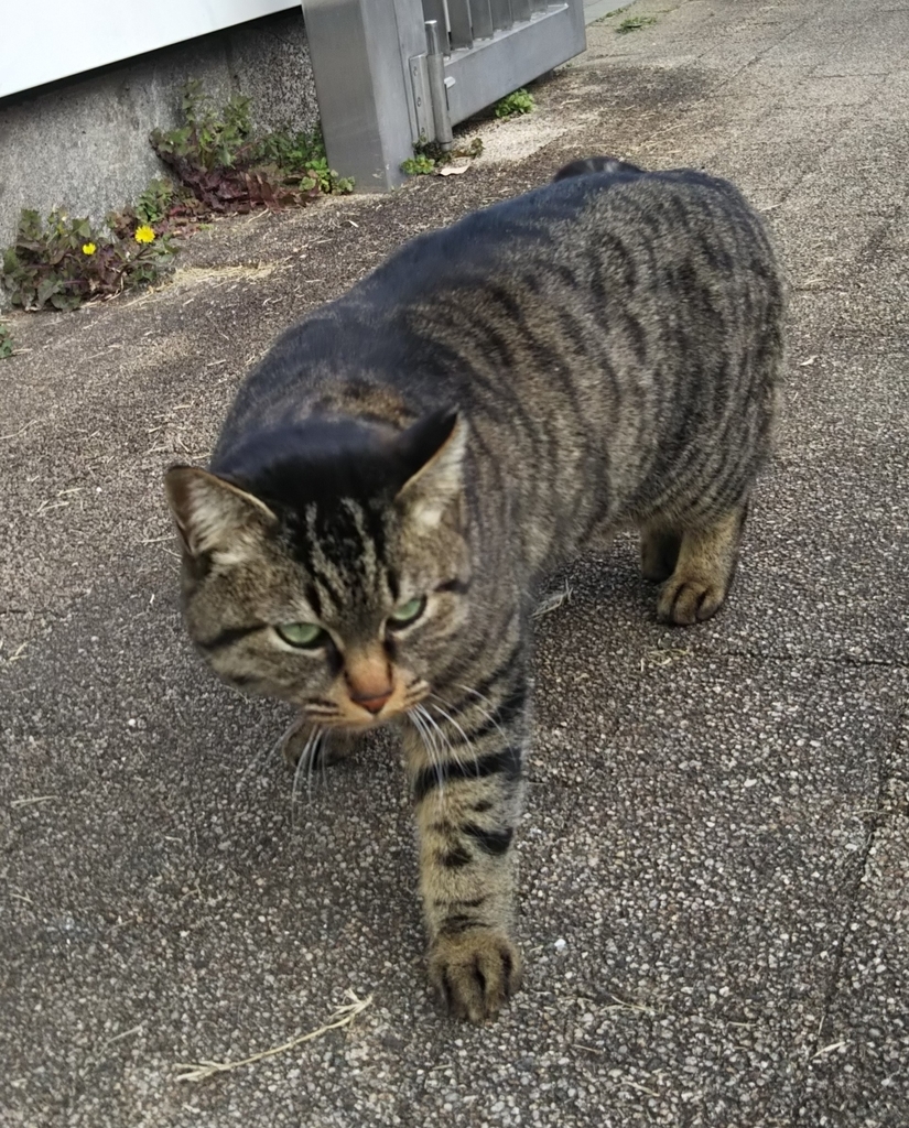 f:id:tarojiroko:20190214135444j:plain