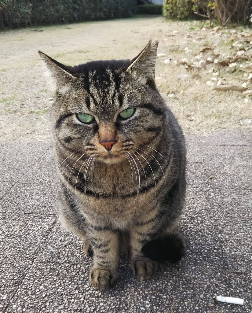 f:id:tarojiroko:20190214135502j:plain