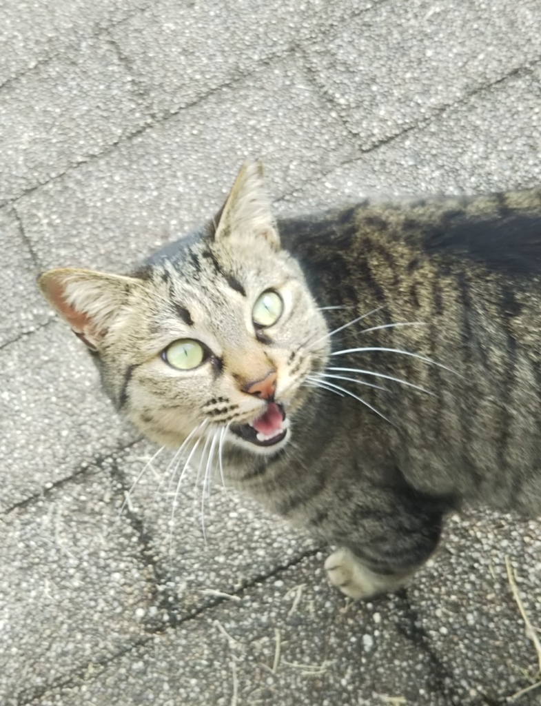 f:id:tarojiroko:20190220143259j:plain f:id:tarojiroko:20190220143259j:plain