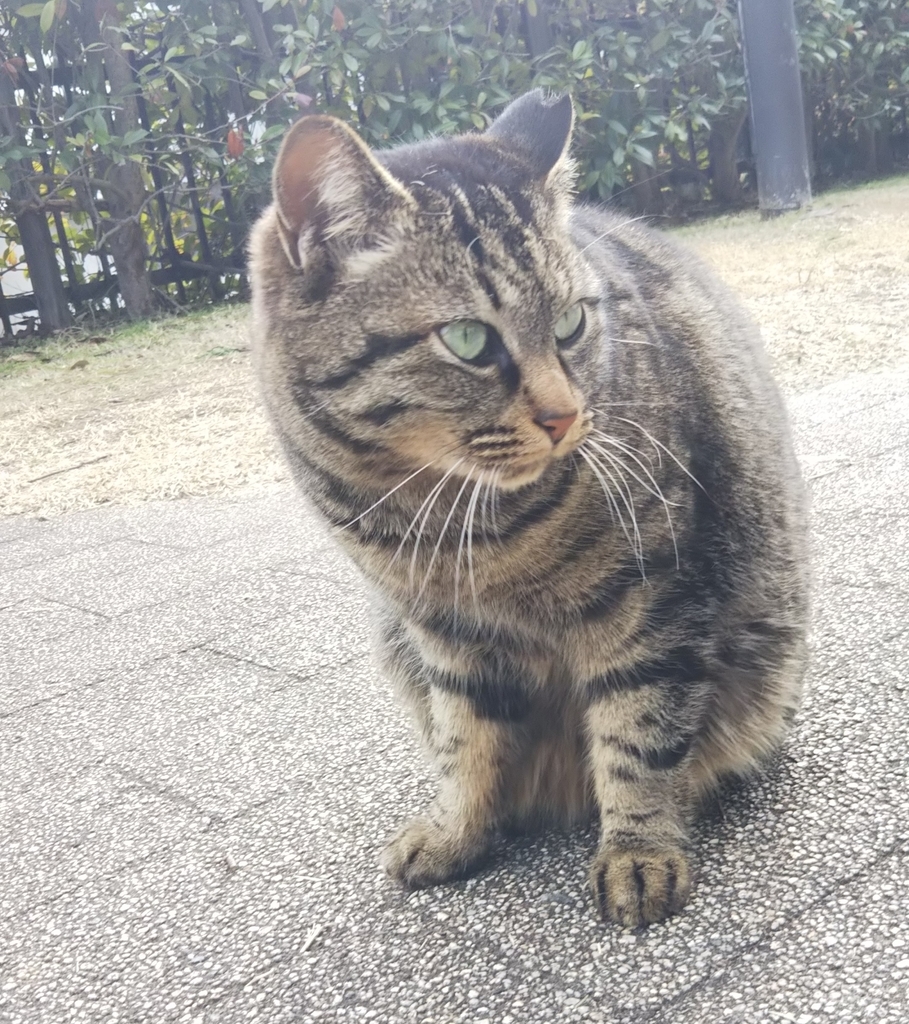 f:id:tarojiroko:20190220144209j:plain f:id:tarojiroko:20190220144209j:plain
