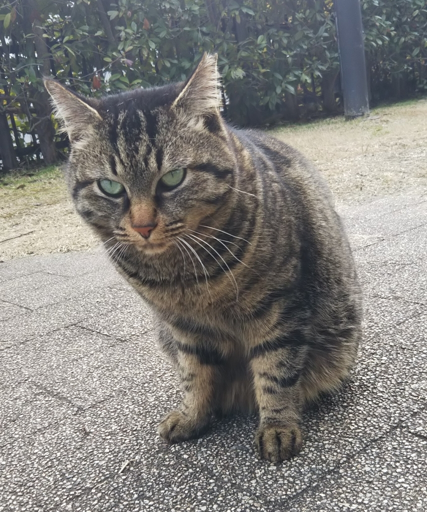 f:id:tarojiroko:20190220144211j:plain f:id:tarojiroko:20190220144211j:plain