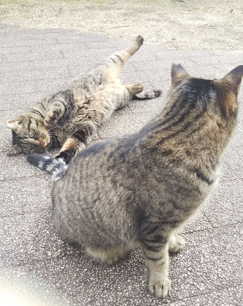f:id:tarojiroko:20190220144240j:plain f:id:tarojiroko:20190220144240j:plain