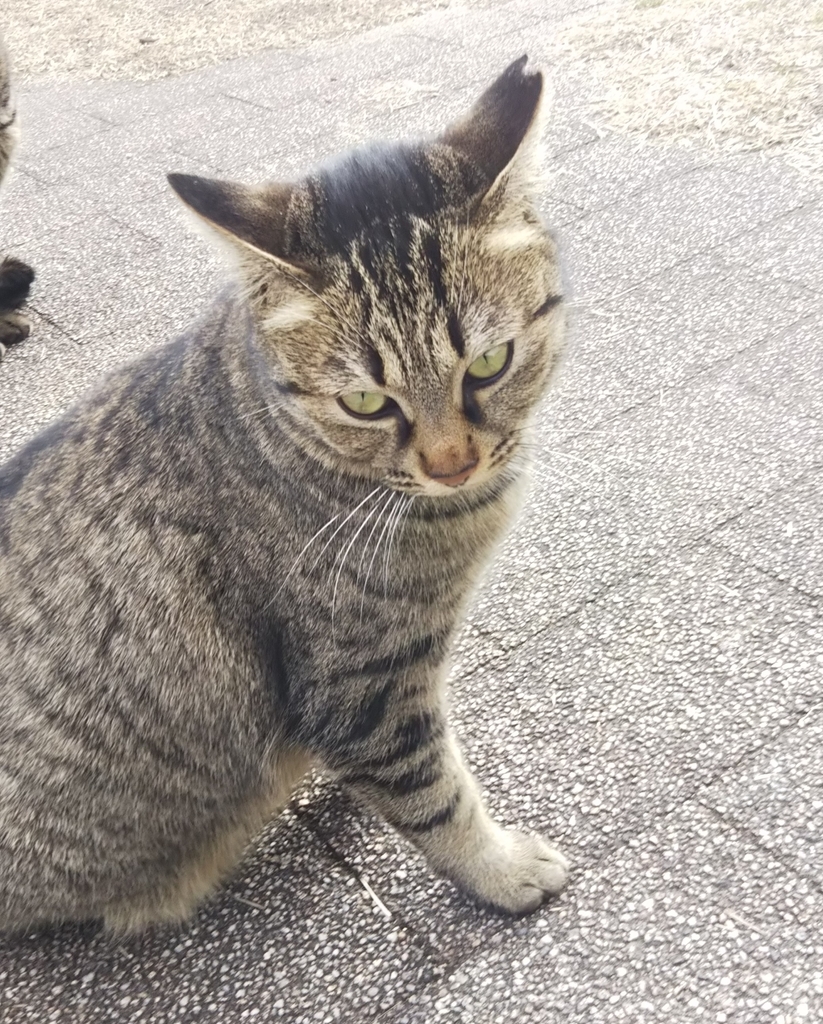 f:id:tarojiroko:20190220144257j:plain f:id:tarojiroko:20190220144257j:plain