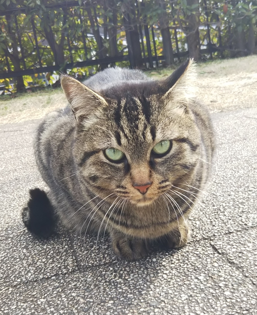 f:id:tarojiroko:20190220144442j:plain f:id:tarojiroko:20190220144442j:plain