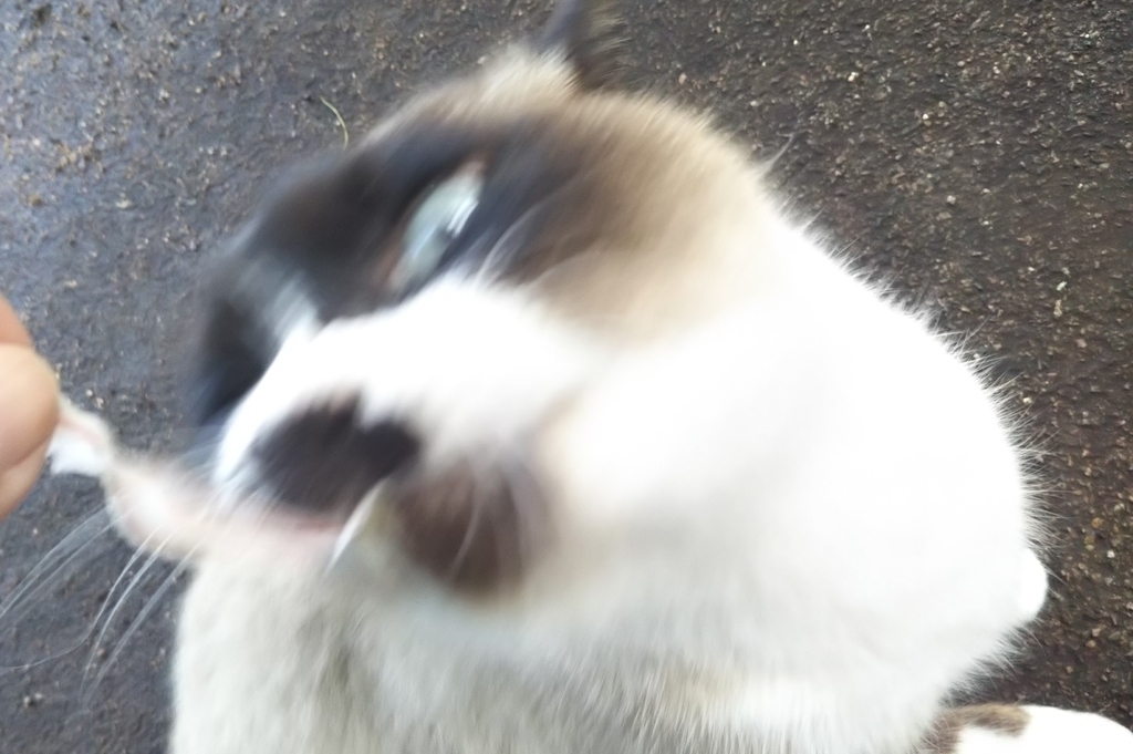 f:id:tarojiroko:20190220145154j:plain f:id:tarojiroko:20190220145154j:plain