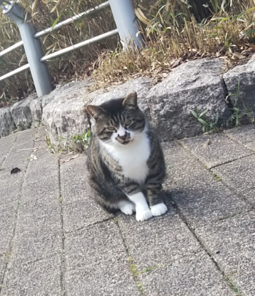 f:id:tarojiroko:20190220150511j:plain f:id:tarojiroko:20190220150511j:plain