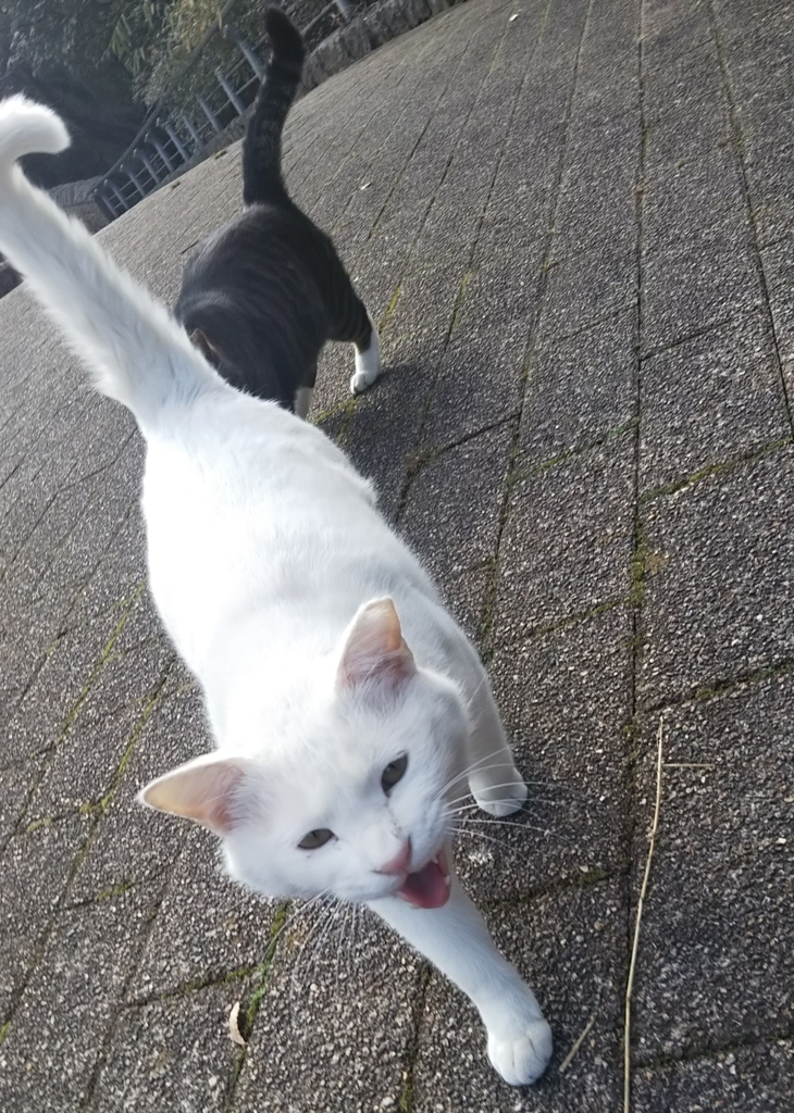 f:id:tarojiroko:20190220150520j:plain f:id:tarojiroko:20190220150520j:plain