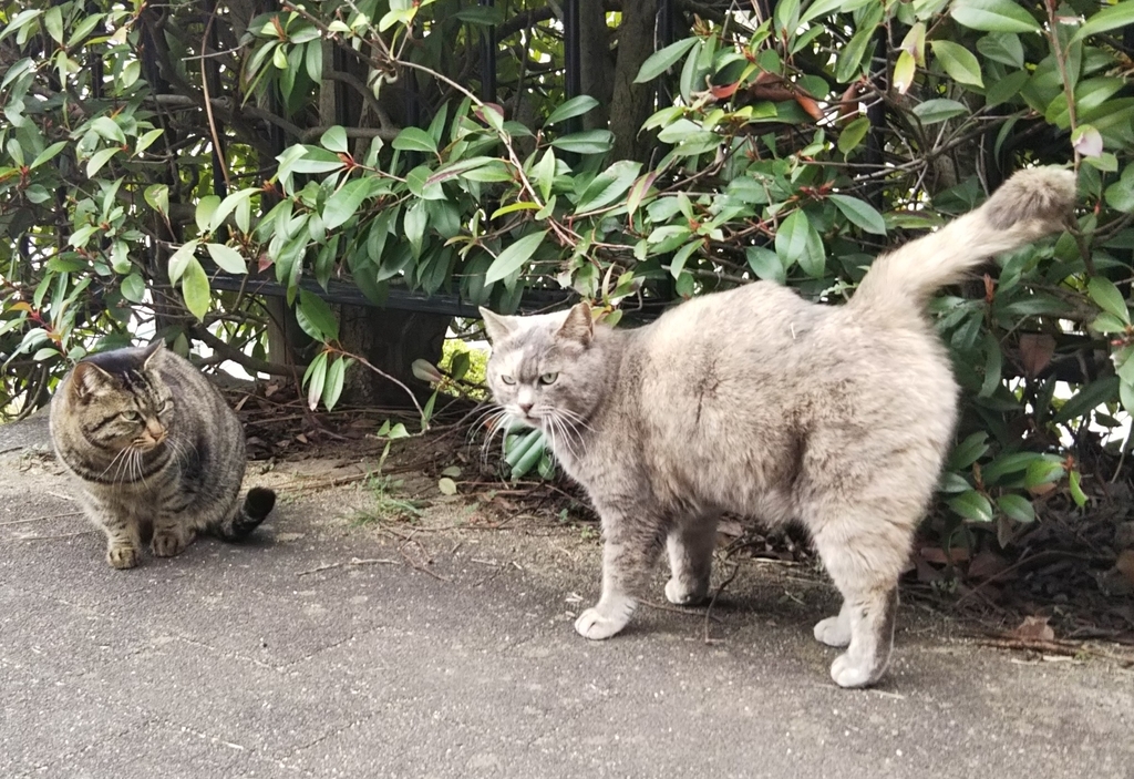 f:id:tarojiroko:20190227134907j:plain