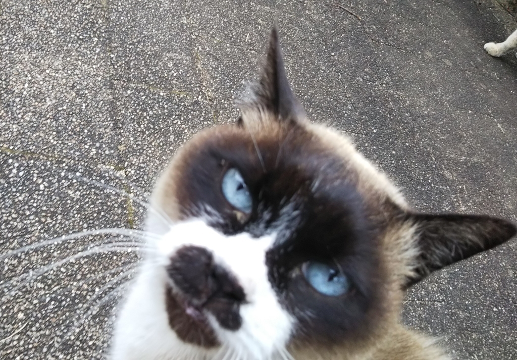 f:id:tarojiroko:20190227134918j:plain