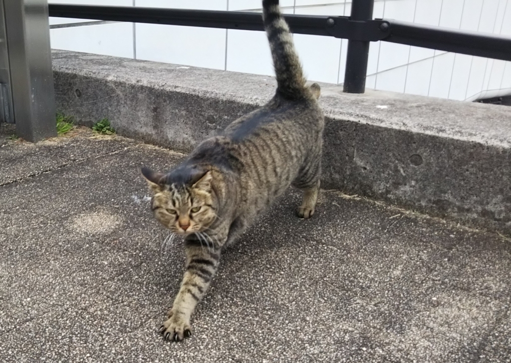 f:id:tarojiroko:20190227134924j:plain