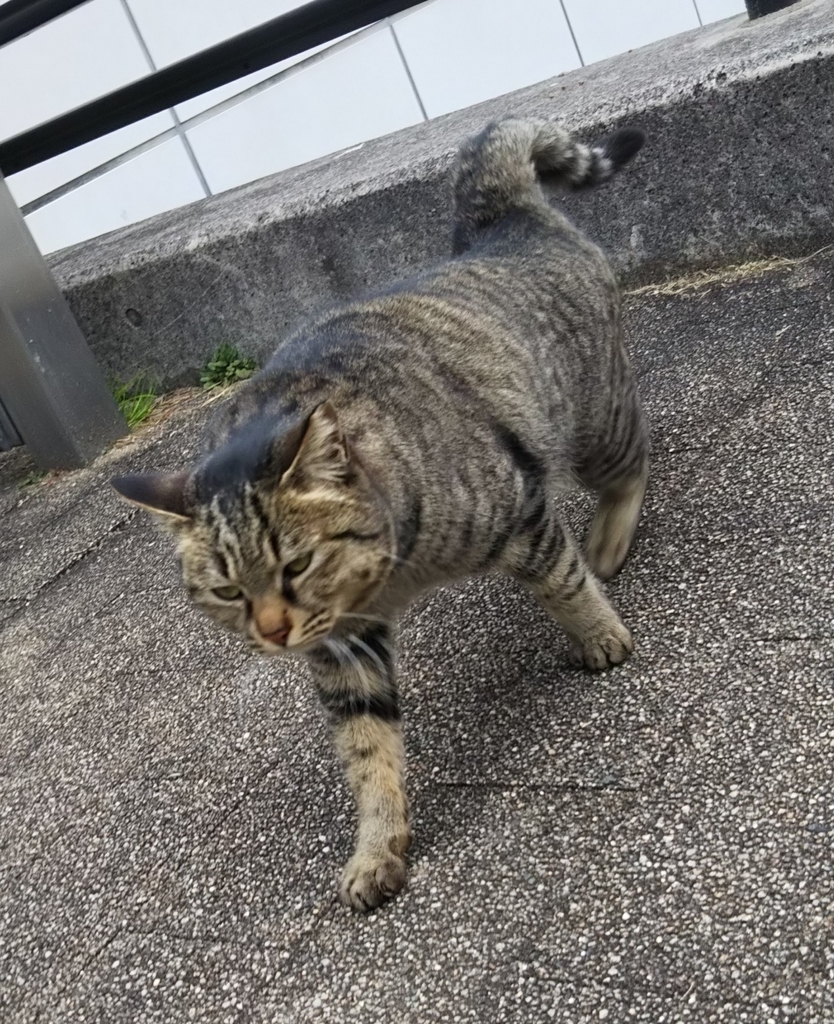 f:id:tarojiroko:20190227134926j:plain