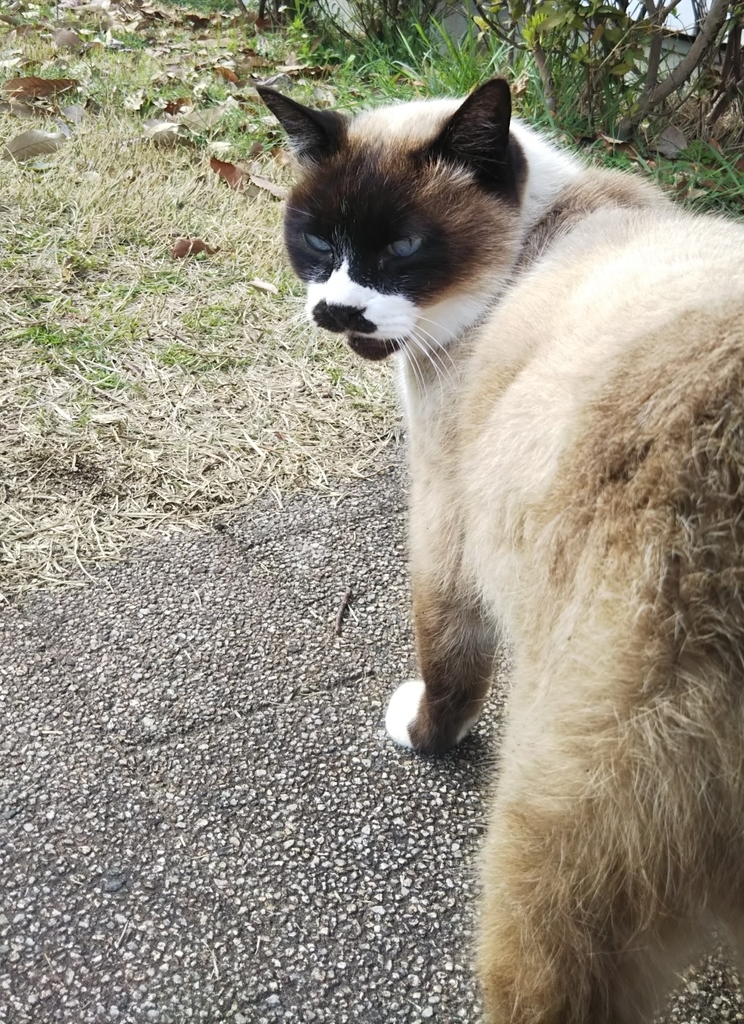 f:id:tarojiroko:20190307141618j:plain