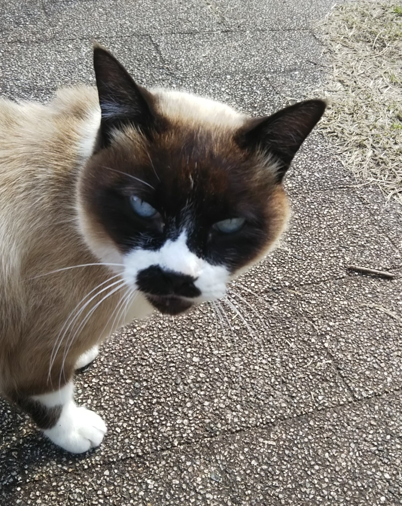 f:id:tarojiroko:20190307141646j:plain