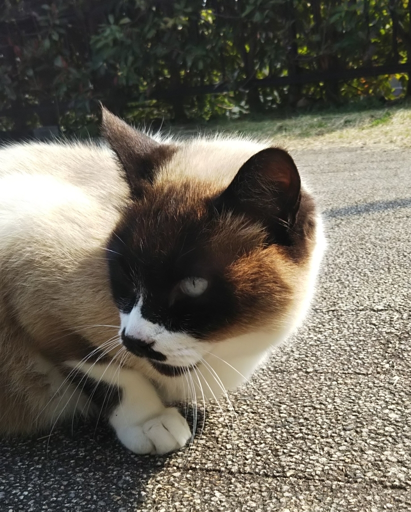 f:id:tarojiroko:20190307141856j:plain