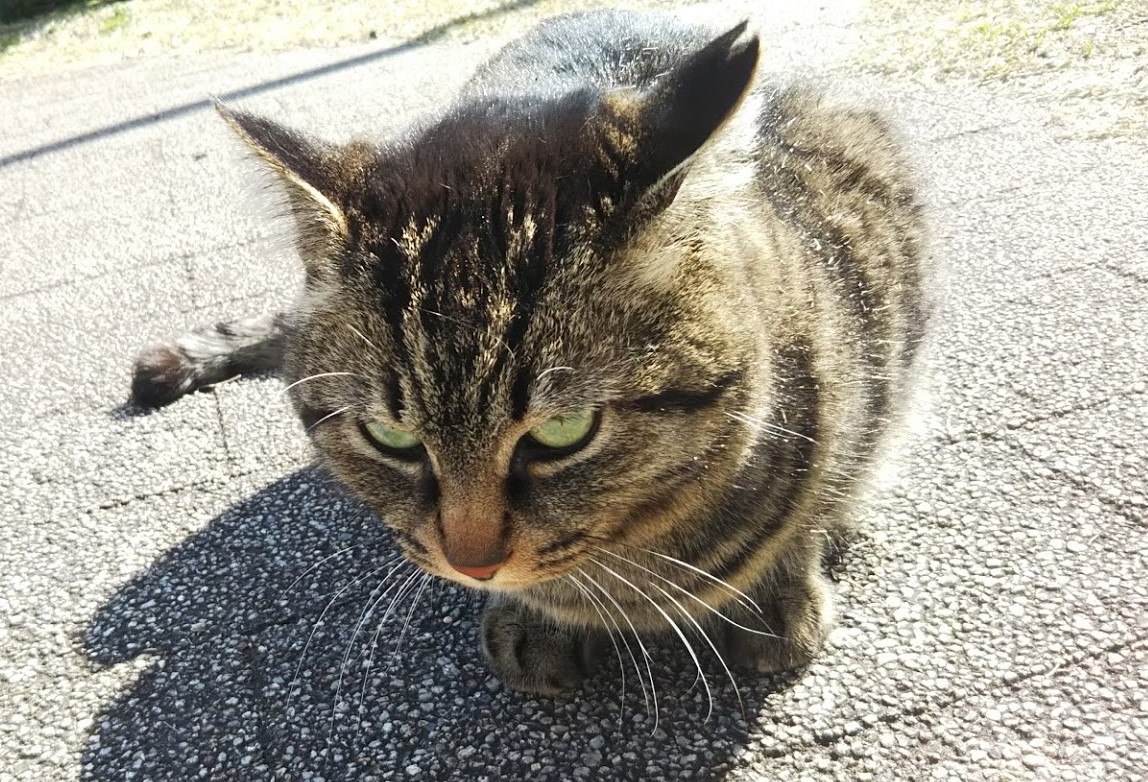f:id:tarojiroko:20190316205120j:plain