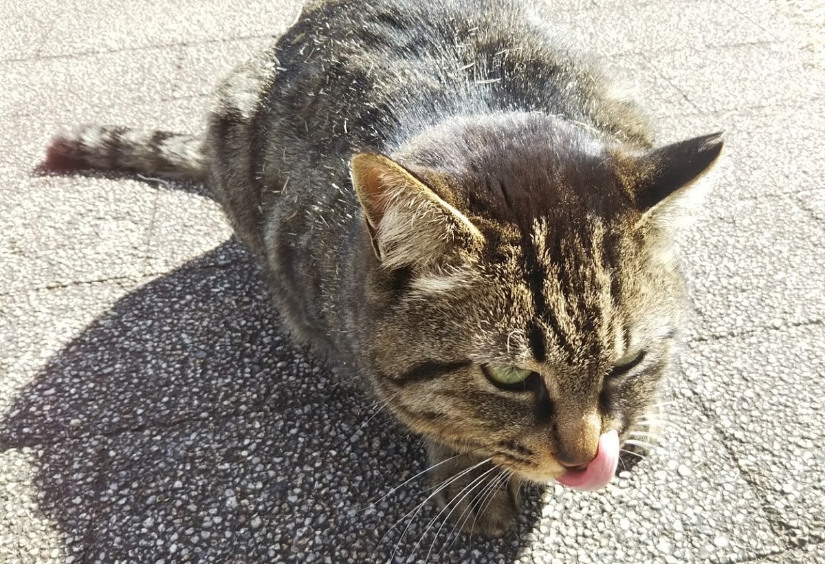 f:id:tarojiroko:20190316205126j:plain