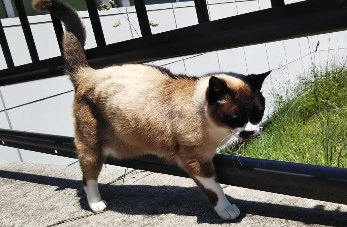 f:id:tarojiroko:20190503114829j:plain