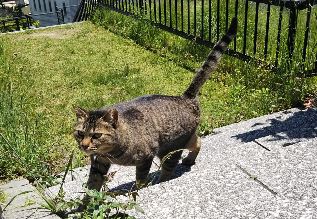 f:id:tarojiroko:20190503114903j:plain