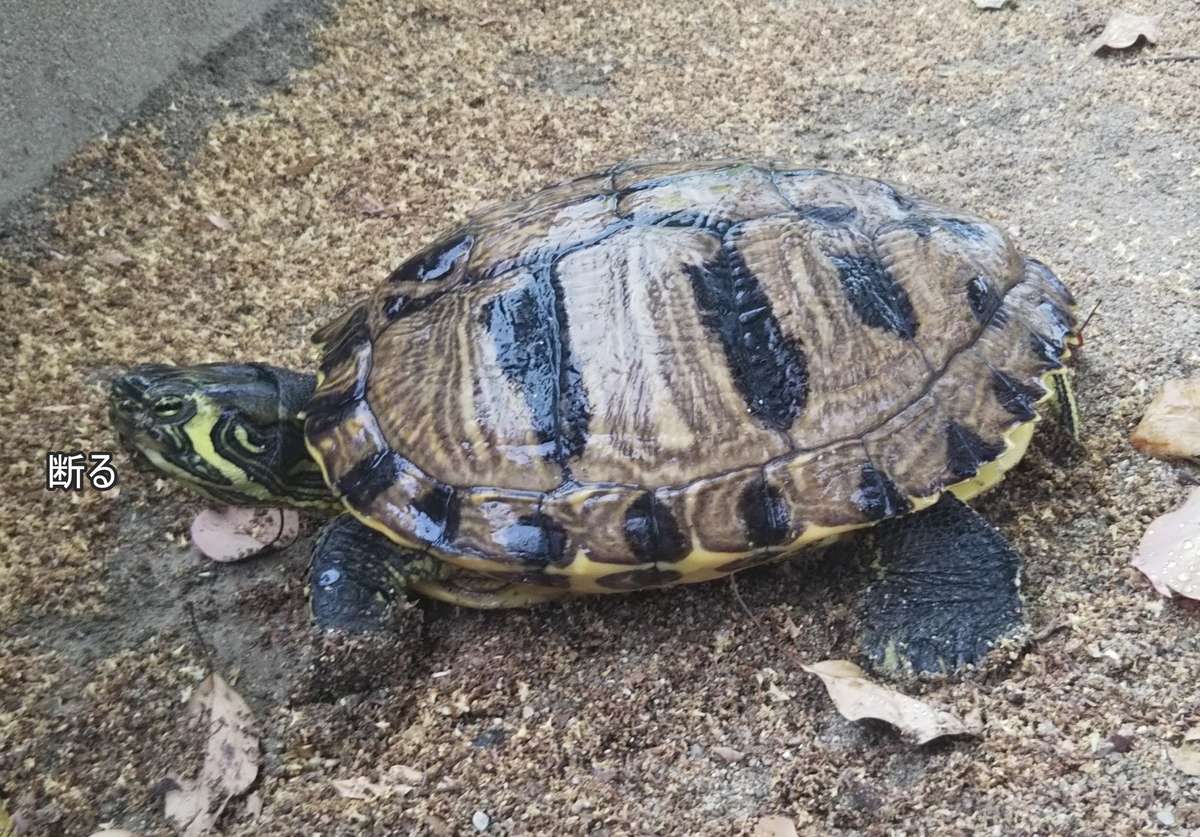 f:id:tarojiroko:20190520154950j:plain f:id:tarojiroko:20190520154950j:plain