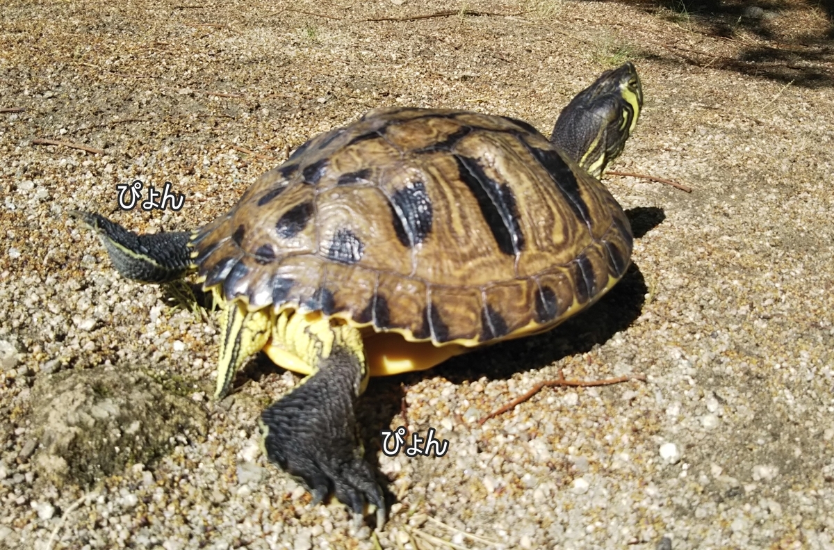 f:id:tarojiroko:20190521085858j:plain f:id:tarojiroko:20190521085858j:plain