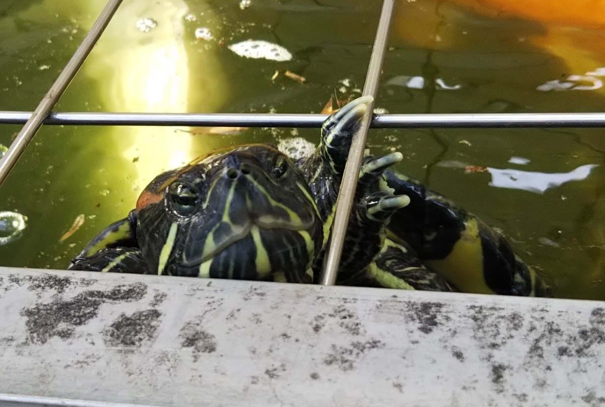 f:id:tarojiroko:20190521160944j:plain f:id:tarojiroko:20190521160944j:plain