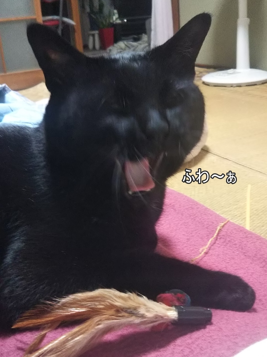f:id:tarojiroko:20190524061247j:plain