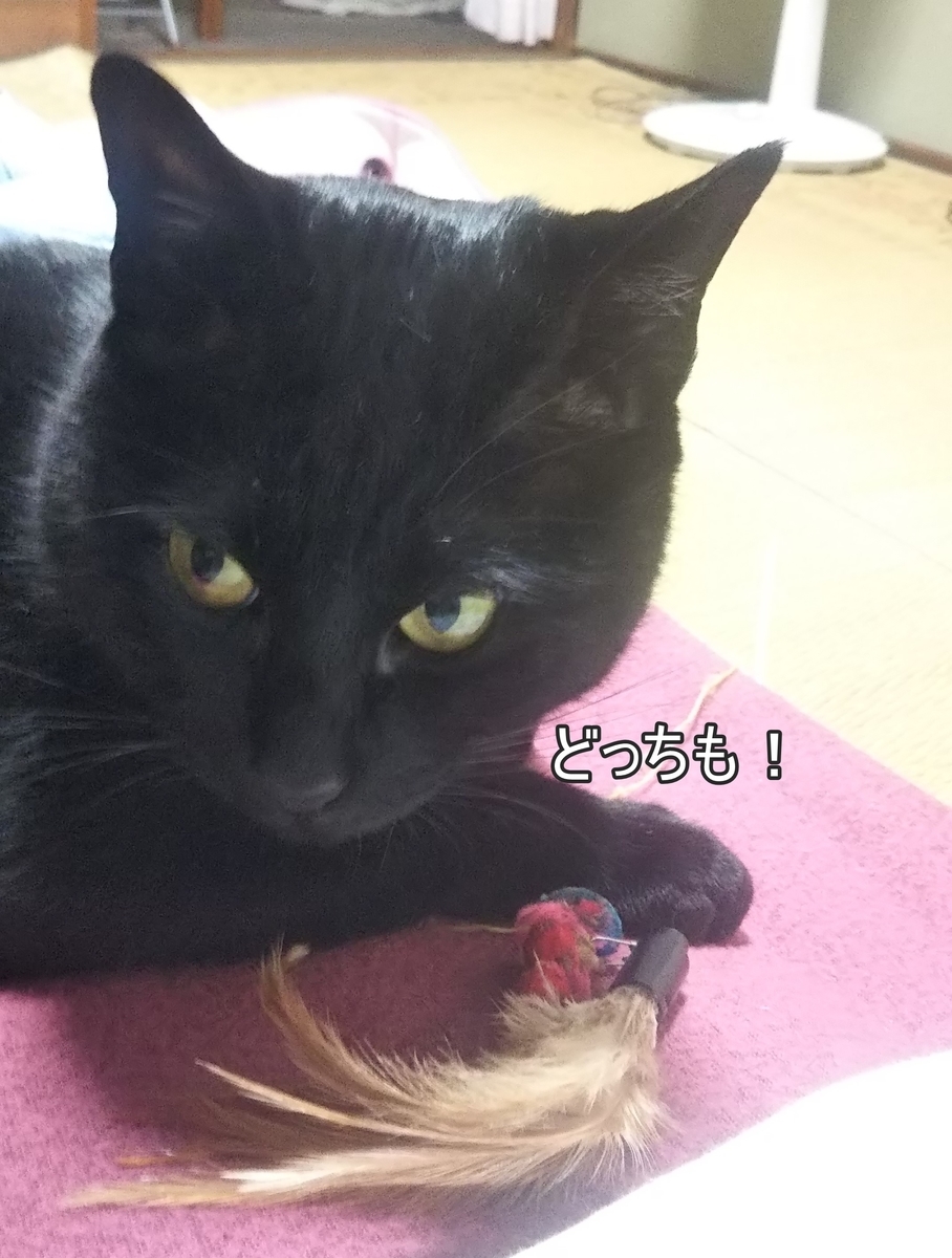 f:id:tarojiroko:20190524061316j:plain