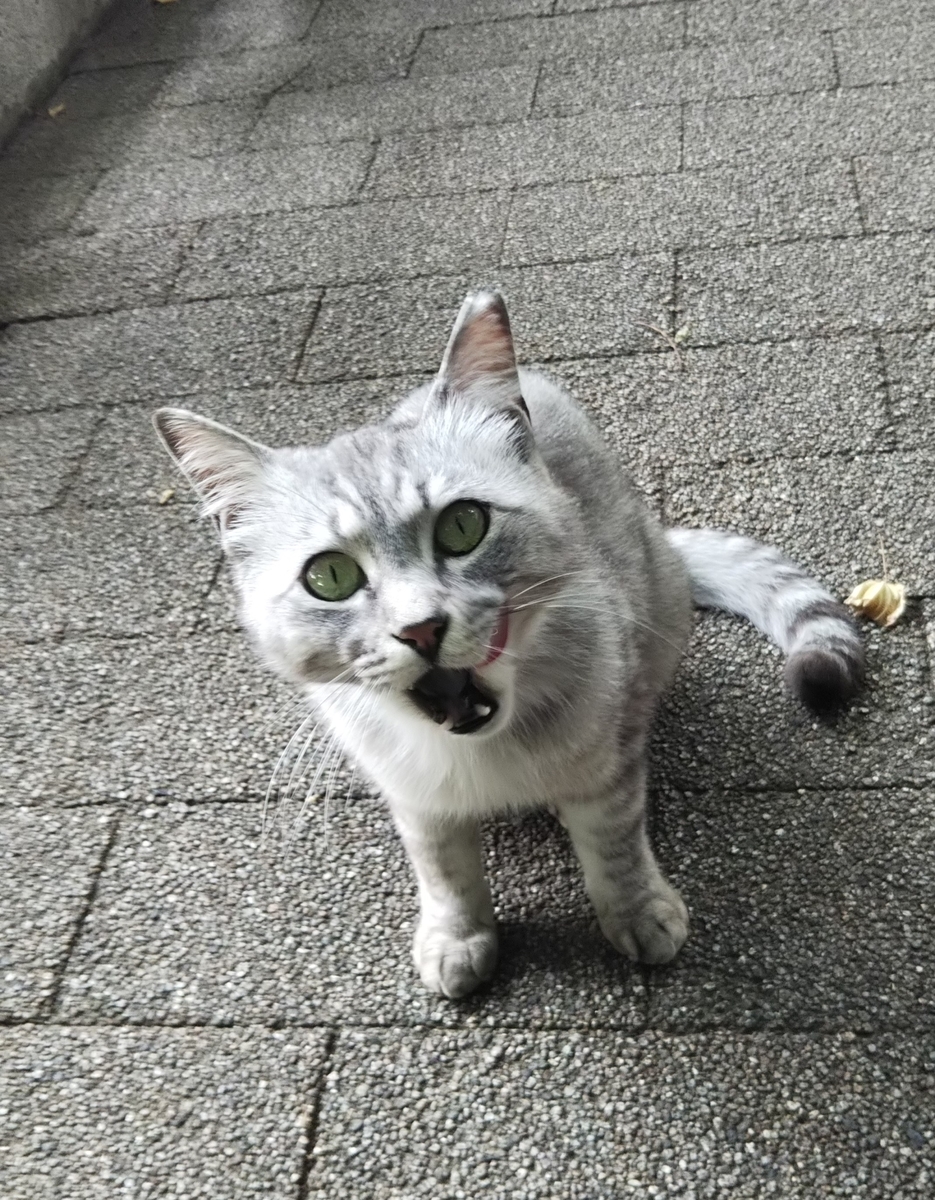 f:id:tarojiroko:20190603143843j:plain