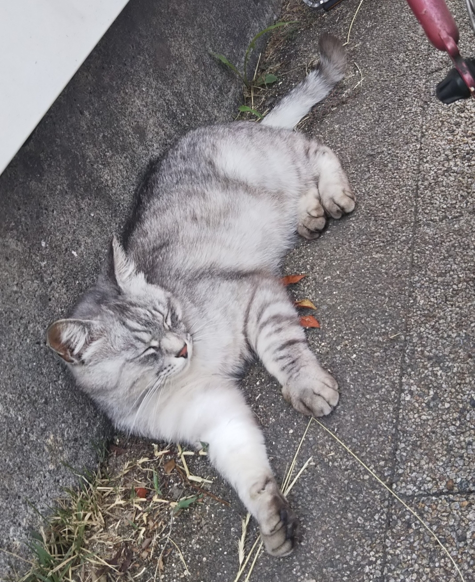 f:id:tarojiroko:20190603144041j:plain