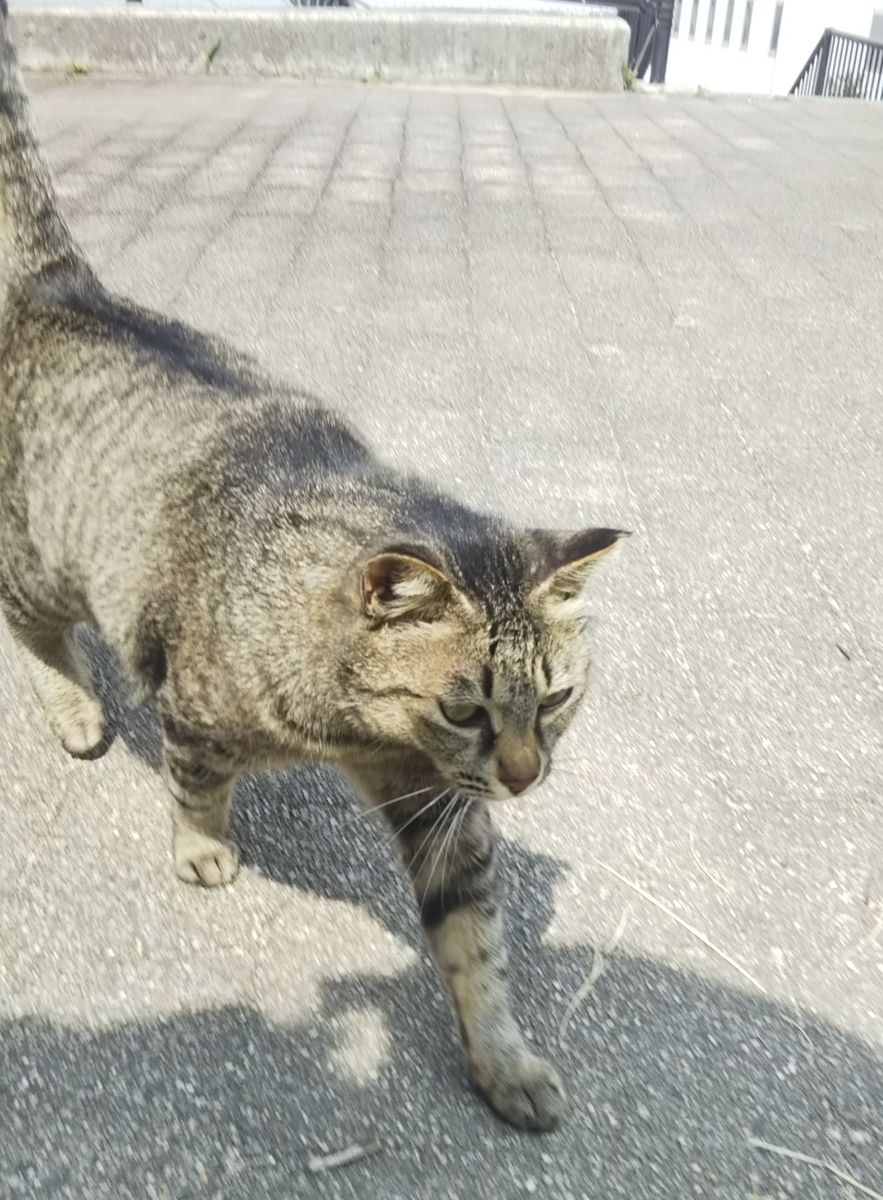 f:id:tarojiroko:20190603144128j:plain