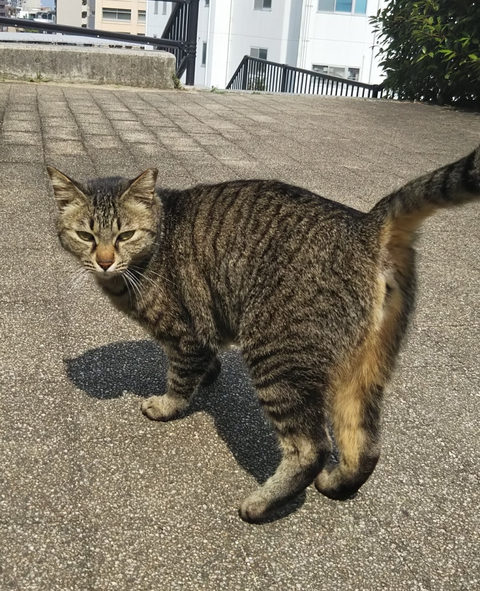 f:id:tarojiroko:20190603144136j:plain