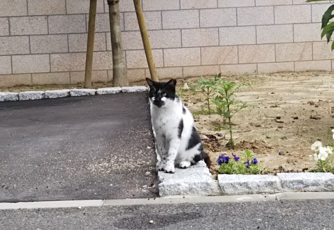 f:id:tarojiroko:20190616135810j:plain