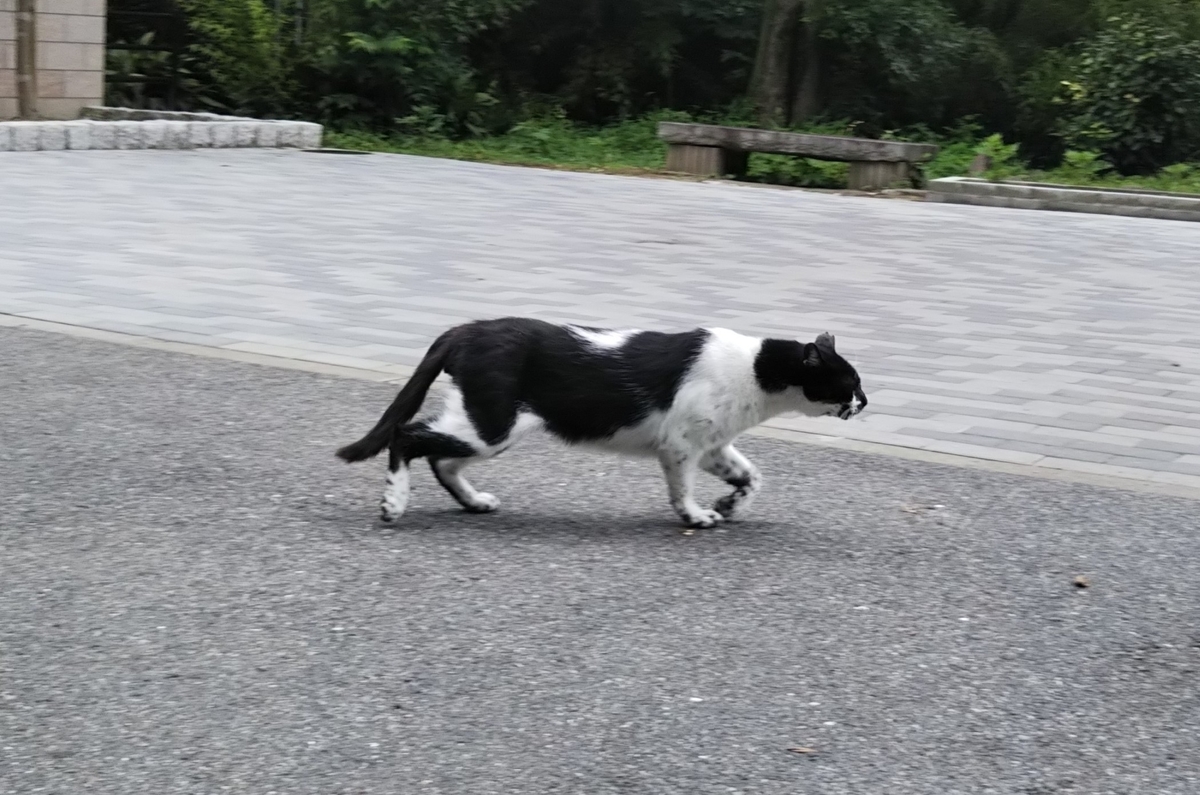 f:id:tarojiroko:20190616135815j:plain